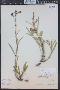 Penstemon strictus image