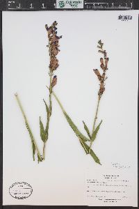 Penstemon strictus image