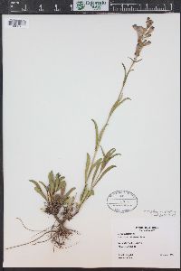 Penstemon strictus image