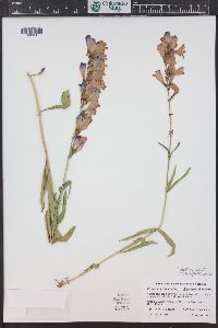 Penstemon strictus image