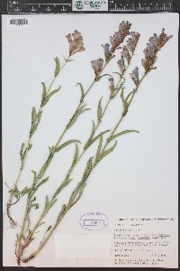 Penstemon strictus image