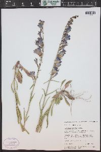 Penstemon strictus image