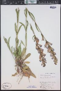 Penstemon strictus image