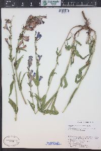 Penstemon strictus image