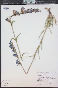 Penstemon strictus image