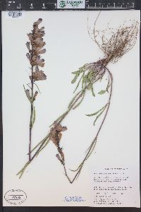 Penstemon strictus image