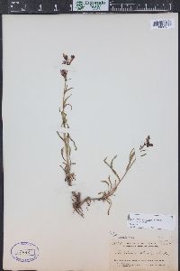 Penstemon strictus image