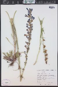 Penstemon strictus image