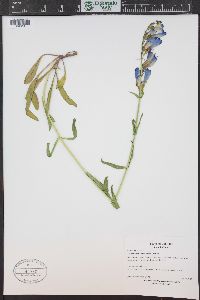 Penstemon strictus image