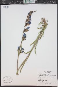 Penstemon strictus image