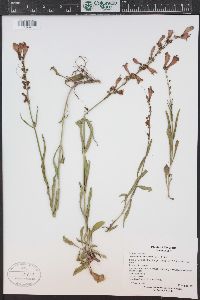 Penstemon strictus image