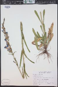 Penstemon strictus image