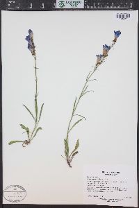 Penstemon strictus image