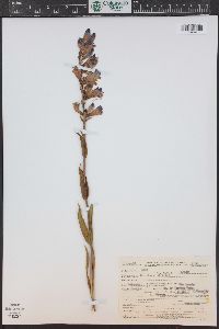 Penstemon strictus image