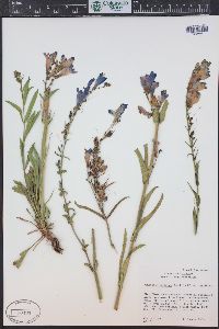 Penstemon strictus image