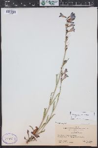 Penstemon strictus image