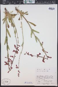 Penstemon utahensis image