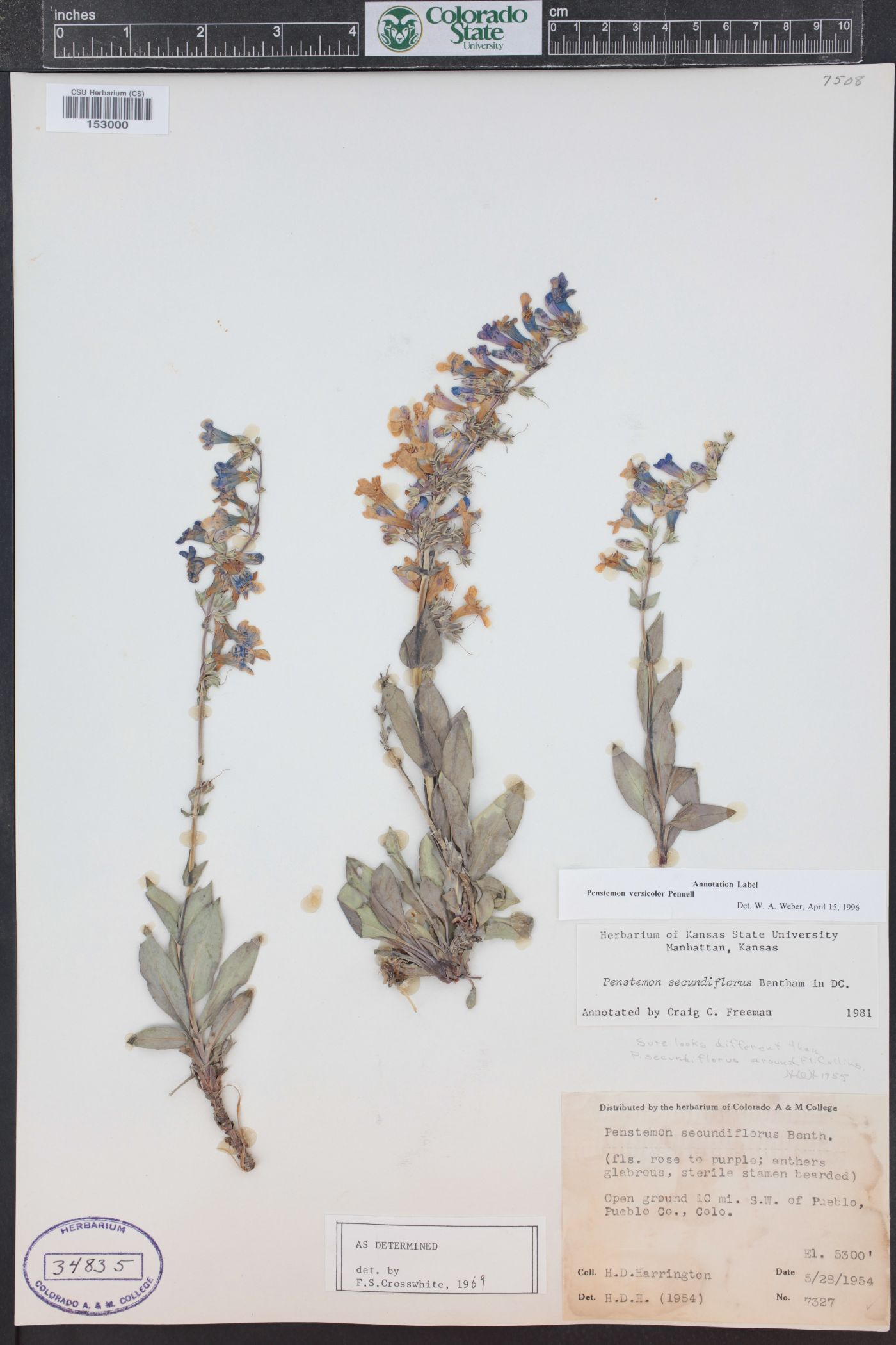 Penstemon versicolor image