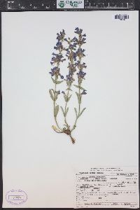 Penstemon virens image