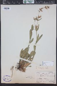 Penstemon virens image