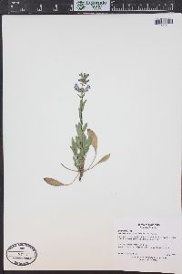 Penstemon virens image