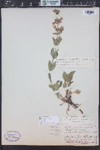 Penstemon virens image