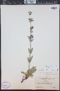 Penstemon virens image