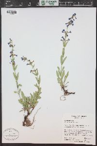 Penstemon virens image