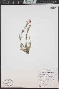 Penstemon virens image