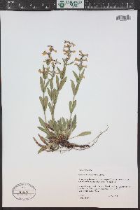 Penstemon virens image