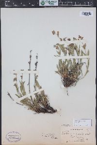 Penstemon virens image