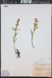 Penstemon virens image