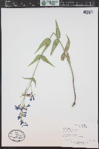 Penstemon watsonii image