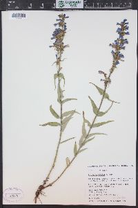 Penstemon watsonii image