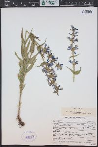 Penstemon watsonii image