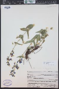 Penstemon watsonii image