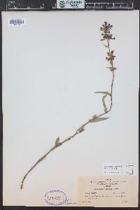 Penstemon watsonii image