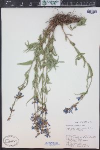 Penstemon watsonii image