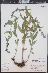 Penstemon watsonii image