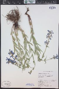 Penstemon watsonii image