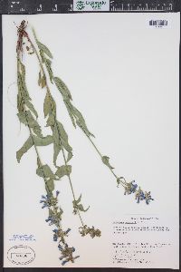 Penstemon watsonii image