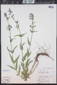 Penstemon watsonii image