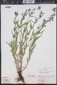 Penstemon watsonii image