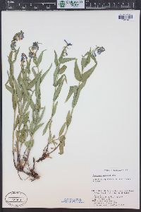 Penstemon watsonii image