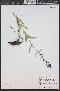 Penstemon watsonii image