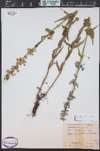 Penstemon watsonii image