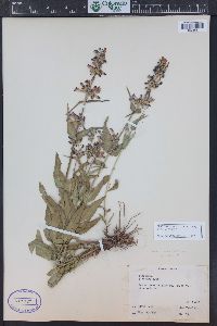 Penstemon watsonii image