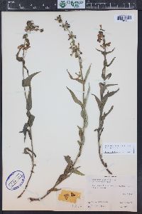 Penstemon watsonii image