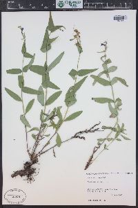 Penstemon watsonii image