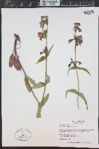 Penstemon whippleanus image